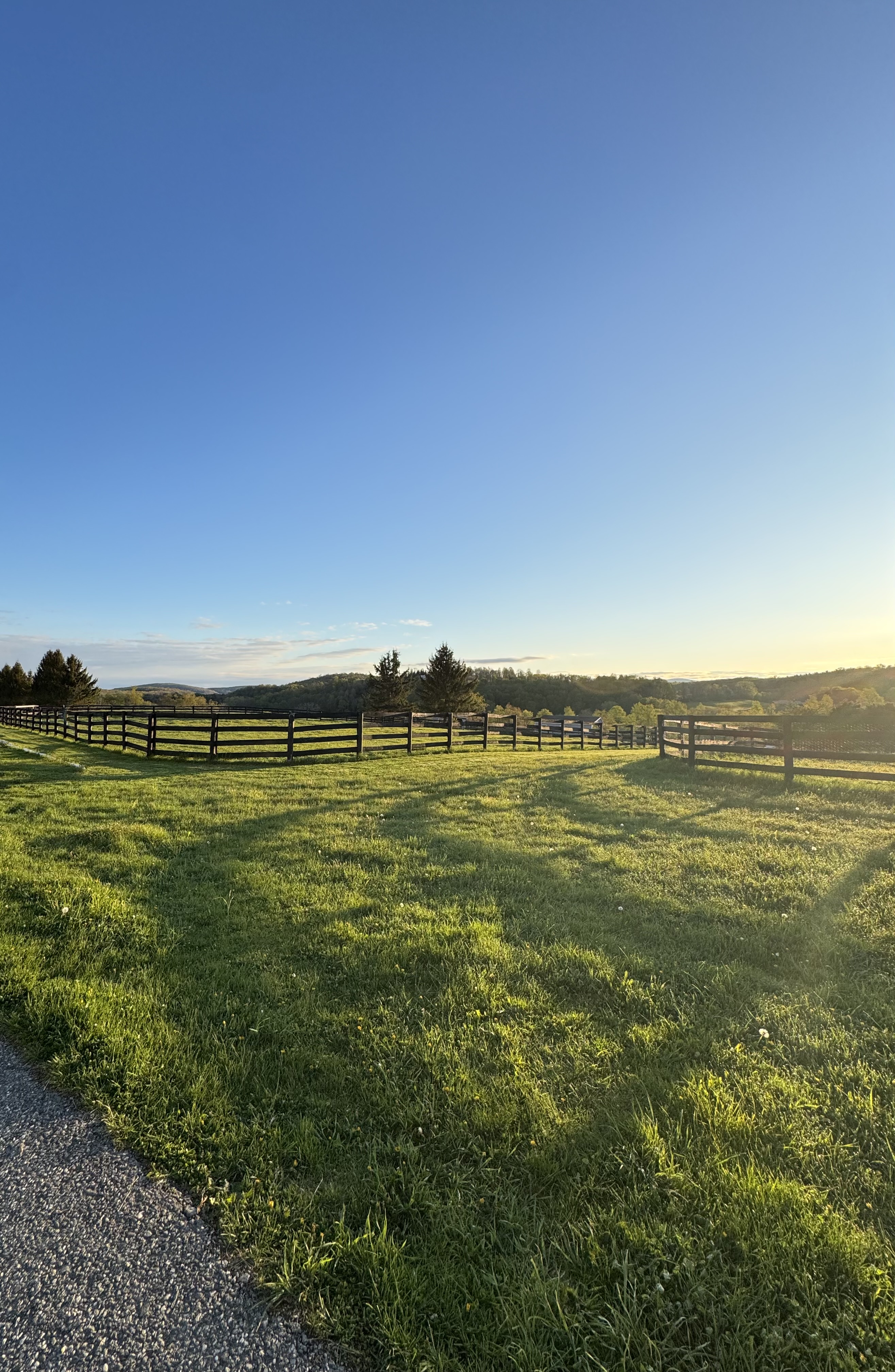 Stone wall fence line and old maple