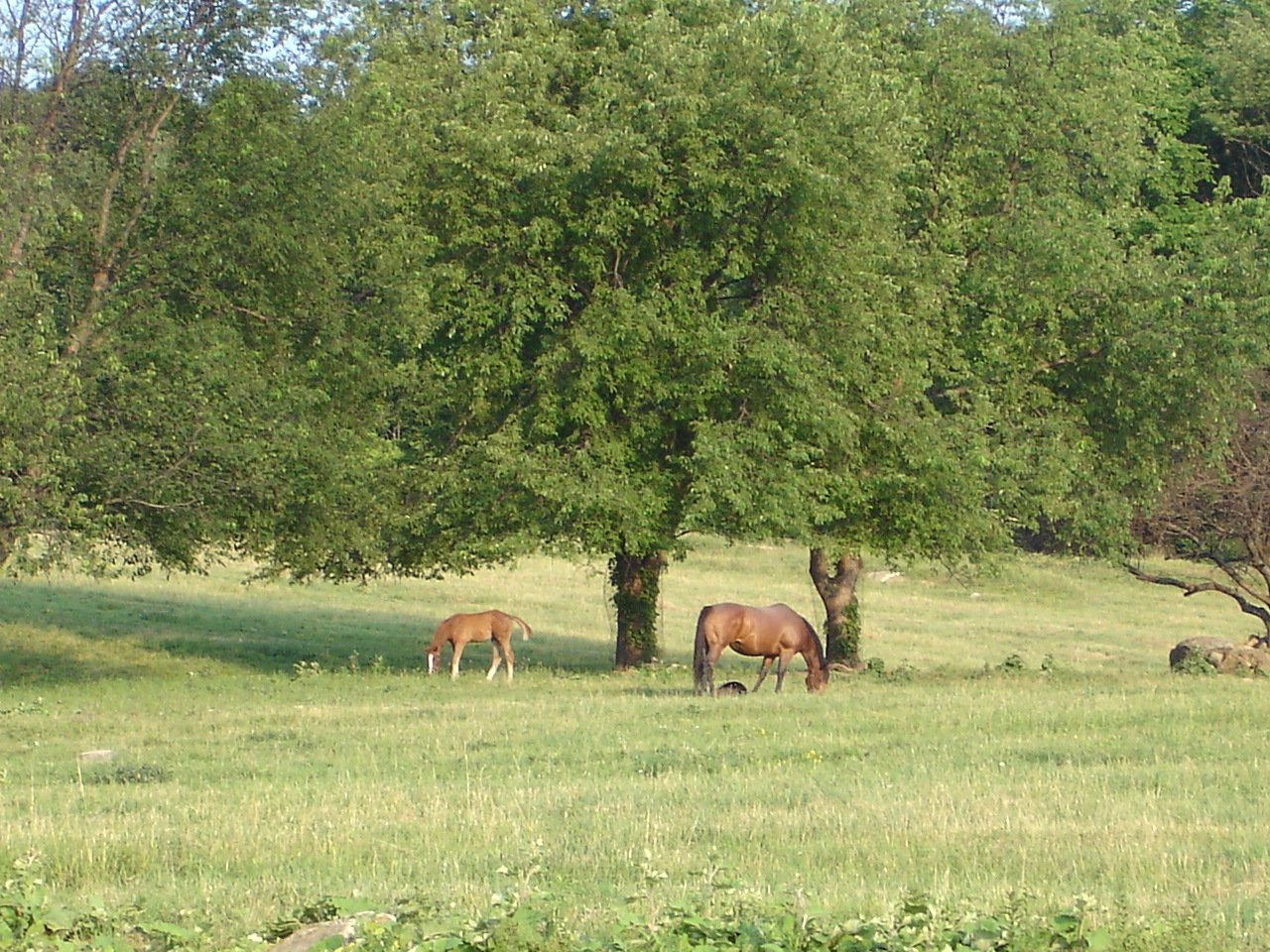 Horse at Green Meadow Farm