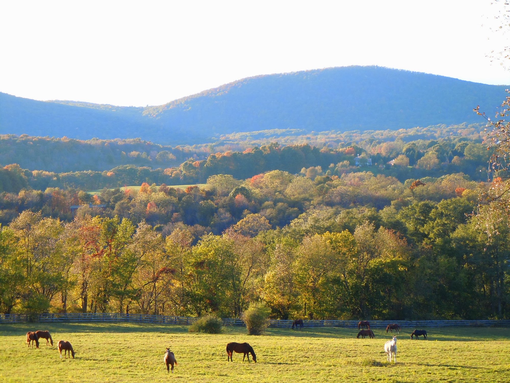 Green Meadow Farm pastures at golden hour