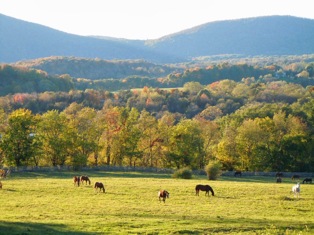 Paddock views across the farm