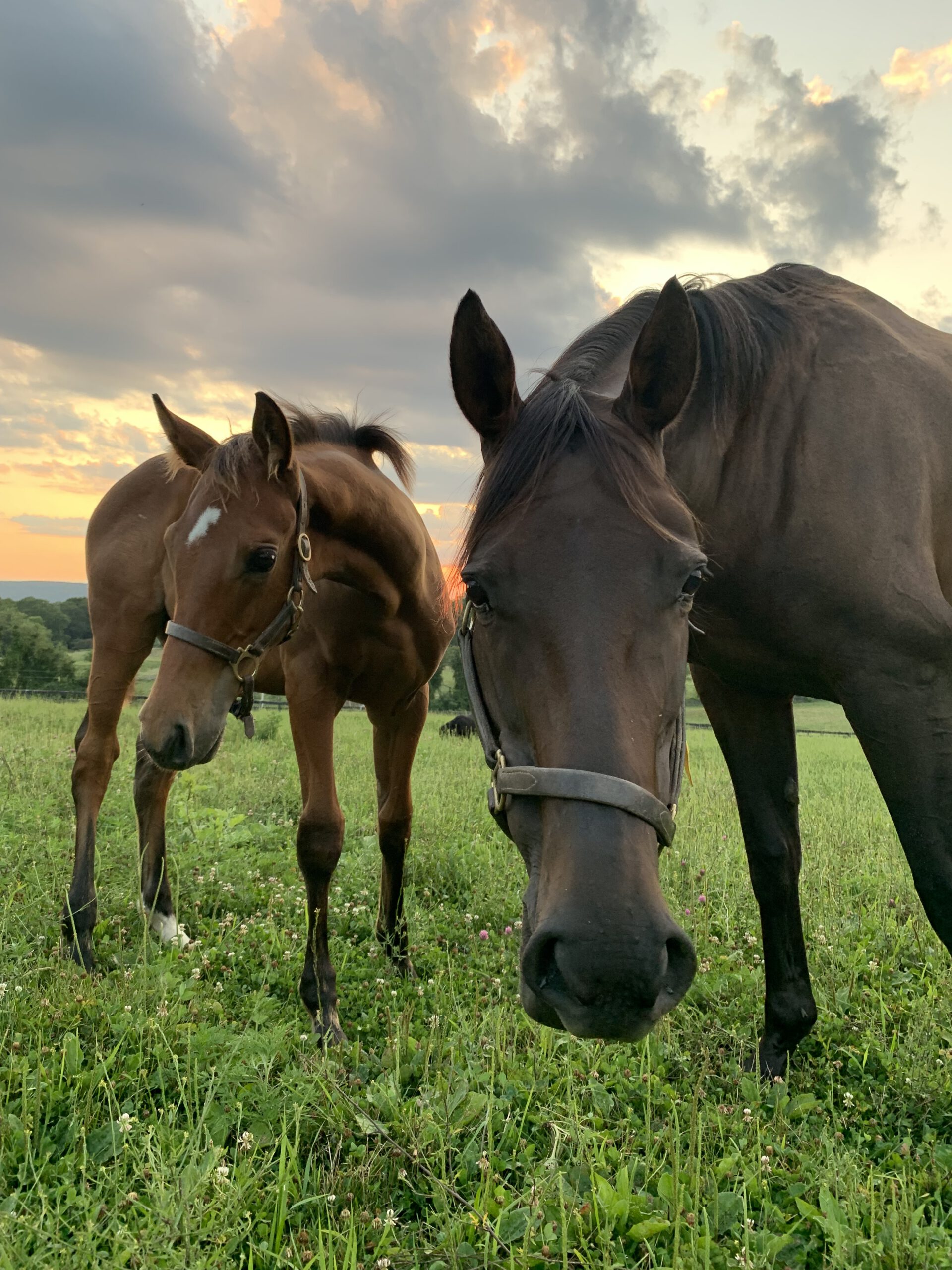 Mare and foal in the paddock